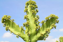 Euphorbia tortilis